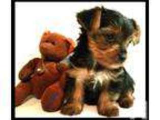 Yorkshire Terrier Puppy for sale in SALINAS, CA, USA