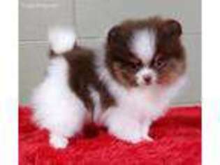 Pomeranian Puppy for sale in San Luis Obispo, CA, USA