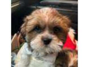 Mutt Puppy for sale in Windsor, CT, USA