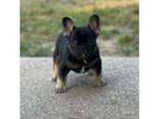 French Bulldog Puppy for sale in Mabank, TX, USA