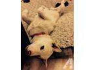 Shiba Inu Puppy for sale in OLYMPIA, WA, USA