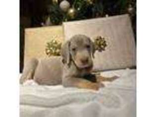 Great Dane Puppy for sale in Charlestown, RI, USA