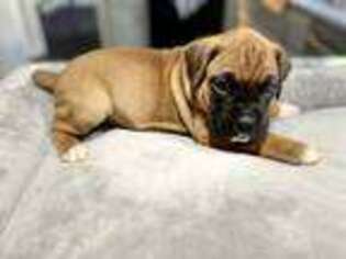 Boxer Puppy for sale in Stafford, VA, USA