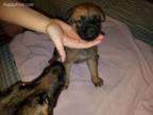 Belgian Malinois Puppy for sale in Council Bluffs, IA, USA