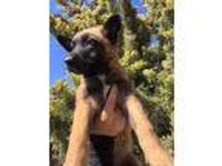 Belgian Malinois Puppy for sale in La Jolla, CA, USA