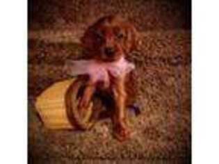 Irish Setter Puppy for sale in Shamokin, PA, USA