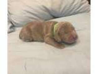 Weimaraner Puppy for sale in Belton, SC, USA