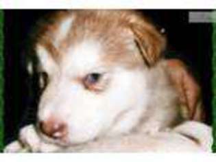 Alaskan Malamute Puppy for sale in Syracuse, NY, USA