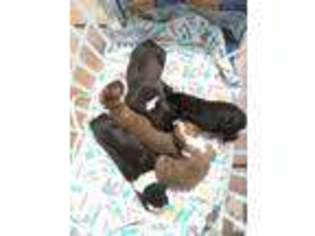 Boxer Puppy for sale in SAINT PETERSBURG, FL, USA