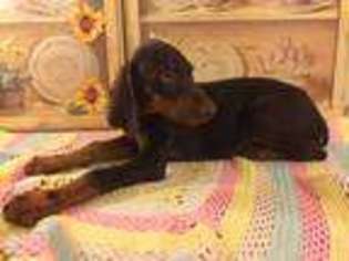 Doberman Pinscher Puppy for sale in Sebring, FL, USA