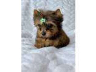 Yorkshire Terrier Puppy for sale in Parsons, TN, USA