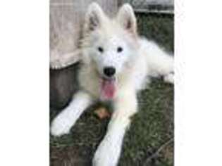 Samoyed Puppy for sale in Milton, IA, USA