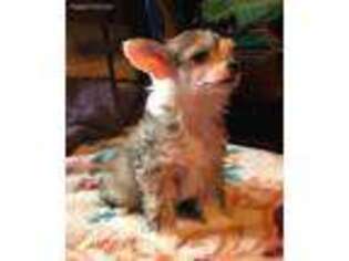 Chinese Crested Puppy for sale in Lanagan, MO, USA