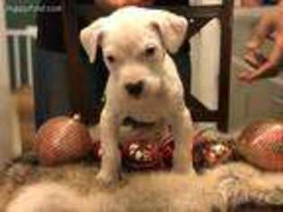 Dogo Argentino Puppy for sale in Tulsa, OK, USA