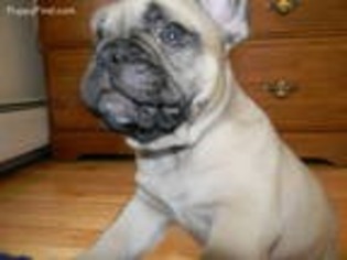French Bulldog Puppy for sale in Keene, NH, USA