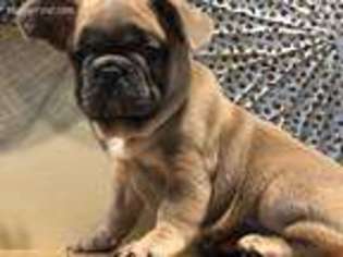 French Bulldog Puppy for sale in Byron Center, MI, USA