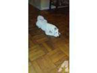 Shiba Inu Puppy for sale in BRONX, NY, USA