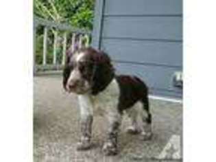 English Springer Spaniel Puppy for sale in SNOHOMISH, WA, USA