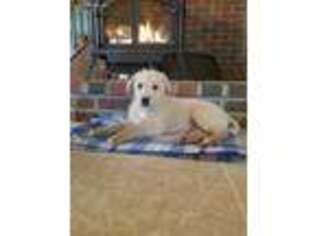 Shepadoodle Puppy for sale in Huntsville, OH, USA
