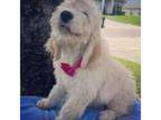 Goldendoodle Puppy for sale in Windermere, FL, USA