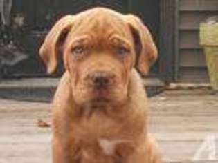 Mutt Puppy for sale in CARLTON, PA, USA