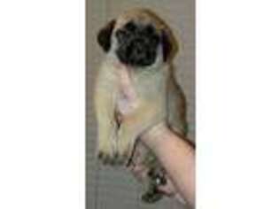 Mastiff Puppy for sale in Rock Hill, SC, USA