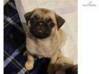 Pug Puppy for sale in Corpus Christi, TX, USA