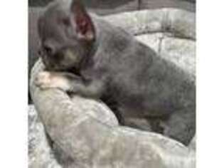 French Bulldog Puppy for sale in Niles, IL, USA