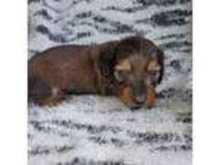 Dachshund Puppy for sale in Little Genesee, NY, USA