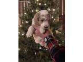 Goldendoodle Puppy for sale in Danielson, CT, USA