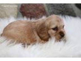 Cocker Spaniel Puppy for sale in Akeley, MN, USA