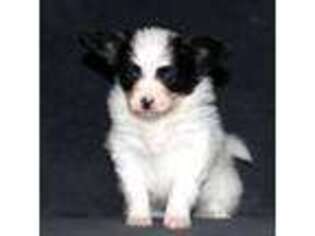 Papillon Puppy for sale in Dorset, OH, USA