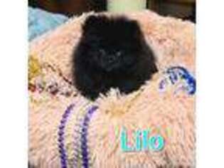 Pomeranian Puppy for sale in Comanche, OK, USA