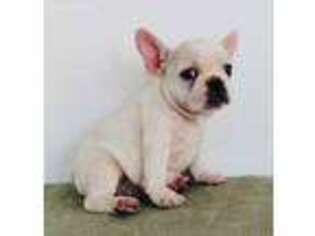 French Bulldog Puppy for sale in Groton, CT, USA