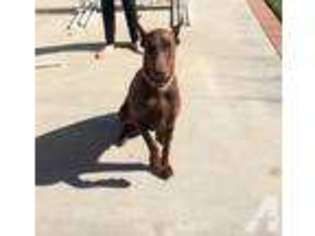 Doberman Pinscher Puppy for sale in NORCO, CA, USA
