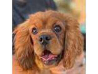 Cavalier King Charles Spaniel Puppy for sale in Pilot Point, TX, USA