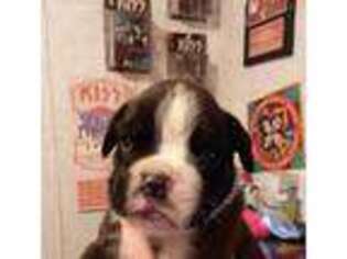 Boxer Puppy for sale in Ashland, KY, USA