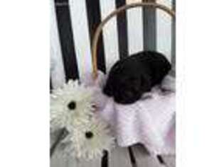 Labrador Retriever Puppy for sale in Waynesboro, VA, USA