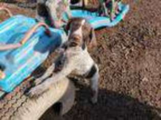 German Wirehaired Pointer Puppy for sale in Addison, NY, USA