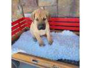 Great Dane Puppy for sale in Virginia Beach, VA, USA