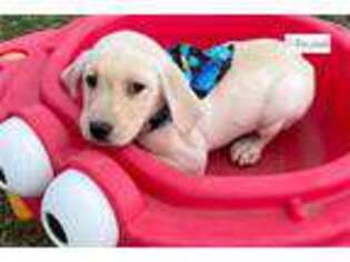 Labrador Retriever Puppy for sale in Fort Worth, TX, USA