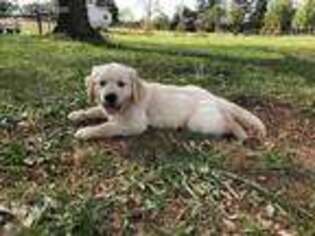 Golden Retriever Puppy for sale in Hodges, SC, USA