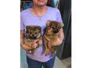 Pomeranian Puppy for sale in Montgomery City, MO, USA