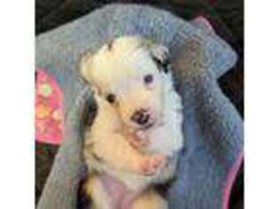 Miniature Australian Shepherd Puppy for sale in Delaplane, VA, USA