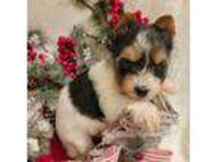 Biewer Terrier Puppy for sale in Winslow, AR, USA