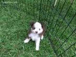 Miniature Australian Shepherd Puppy for sale in Fort Lawn, SC, USA