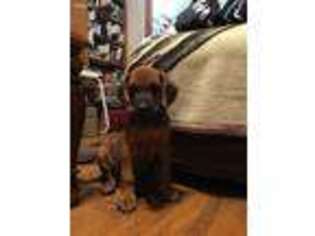 Rhodesian Ridgeback Puppy for sale in Albany, LA, USA