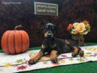 Doberman Pinscher Puppy for sale in Loganville, GA, USA