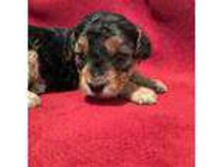 Mutt Puppy for sale in Mitchell, SD, USA