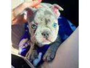 French Bulldog Puppy for sale in Grain Valley, MO, USA